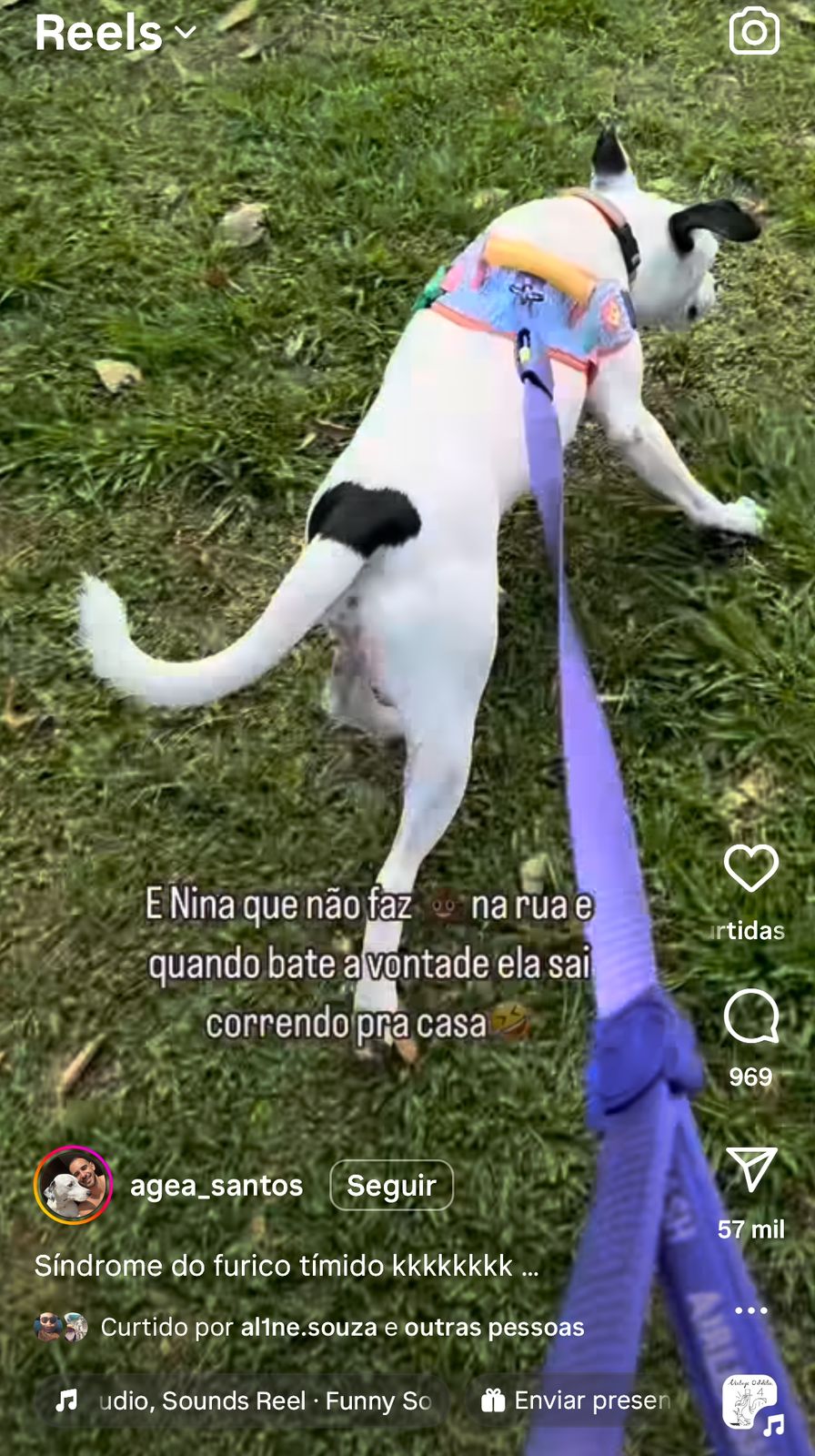 cachorra correndo