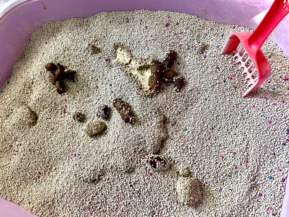 cocô de gato na caixinha de areia