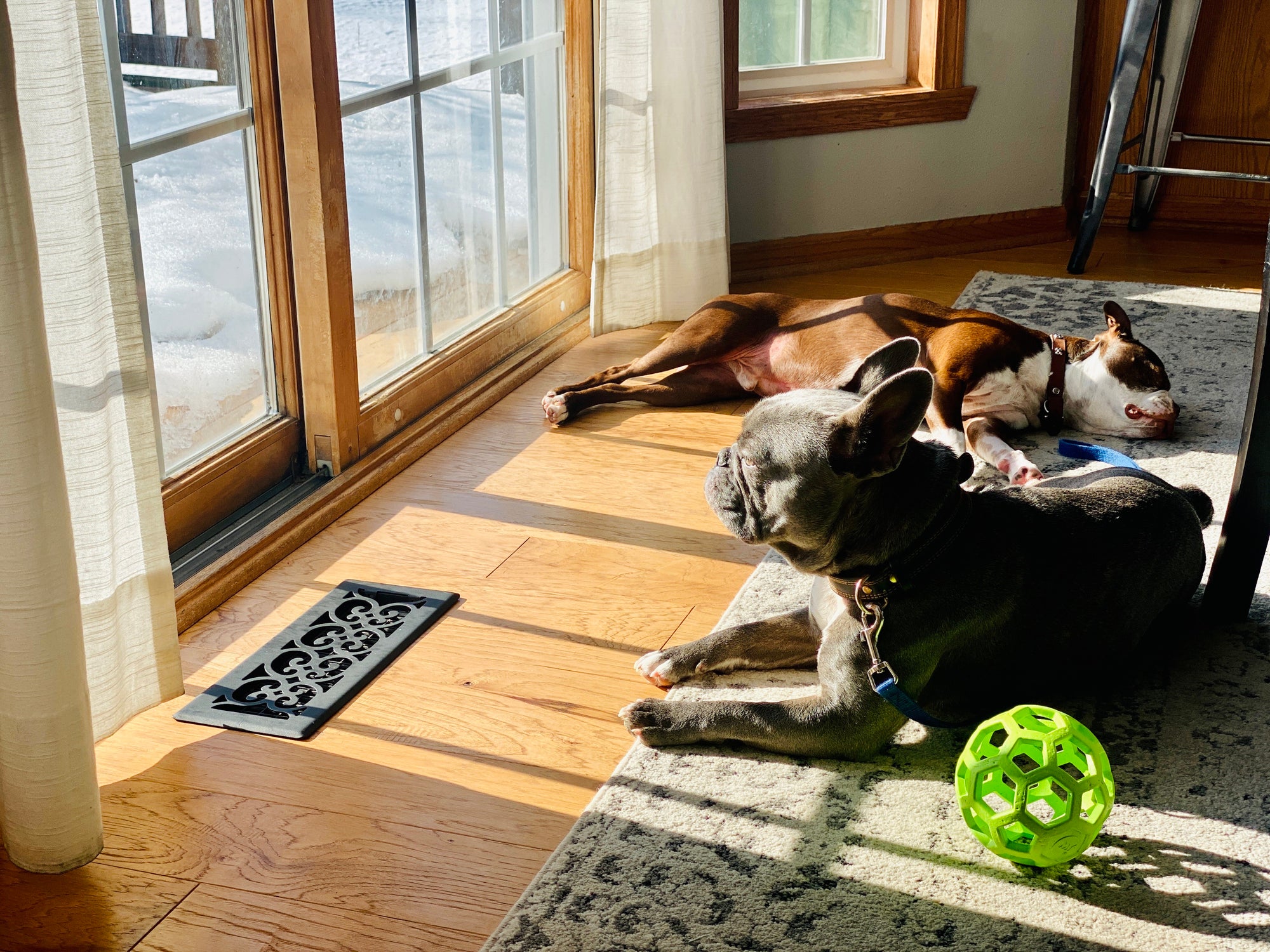 Dois cachorros Bulldogue deitados no chão em frente a uma janela pegando sol