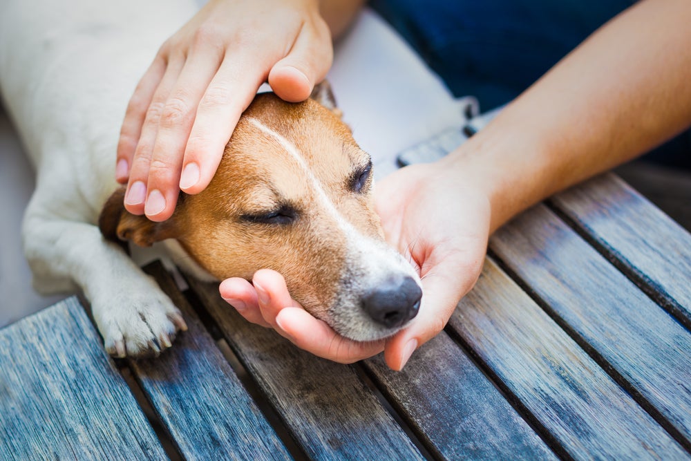 colar cervical para cachorro: cão sentindo dor