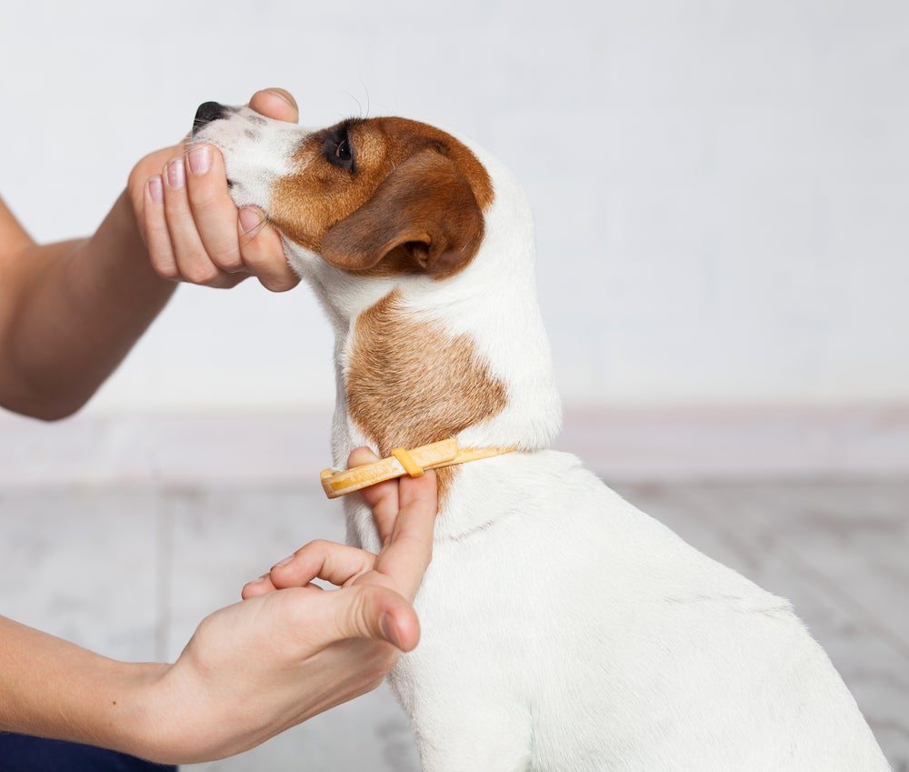 dono colocando coleira antipulgas para cachorro