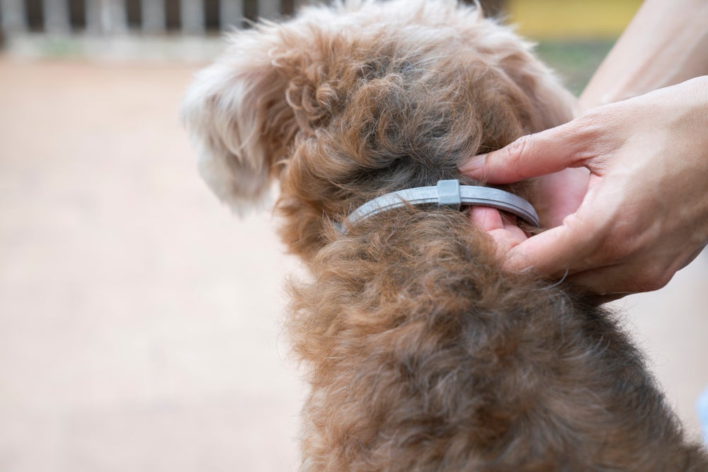 cachorro colocando coleira antipulgas para cachorro