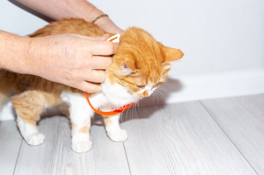 dono colocando coleira antipulgas para gatos