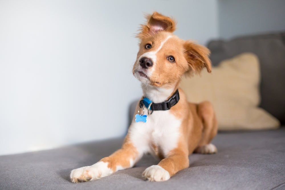 cão usando coleira de choque para cachorro