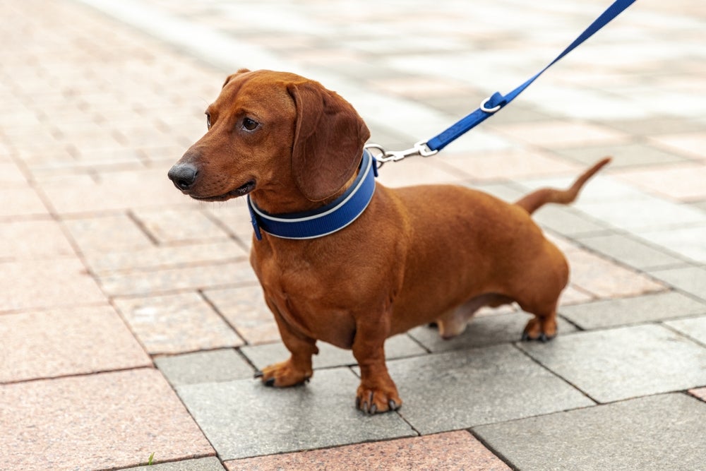 cão usando coleira enforcador para cachorro