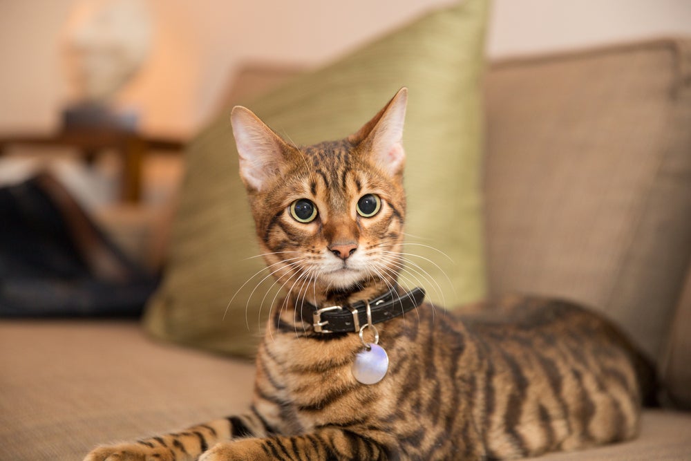 gato usando coleira com identificação para gatos