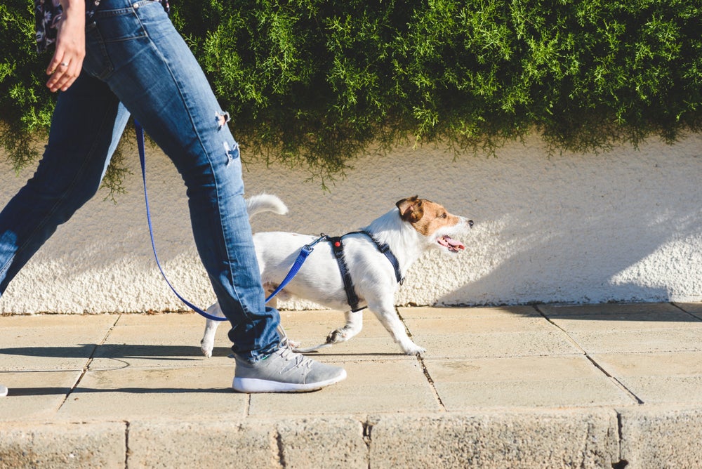 cão passeando com coleira peitoral para cachorro