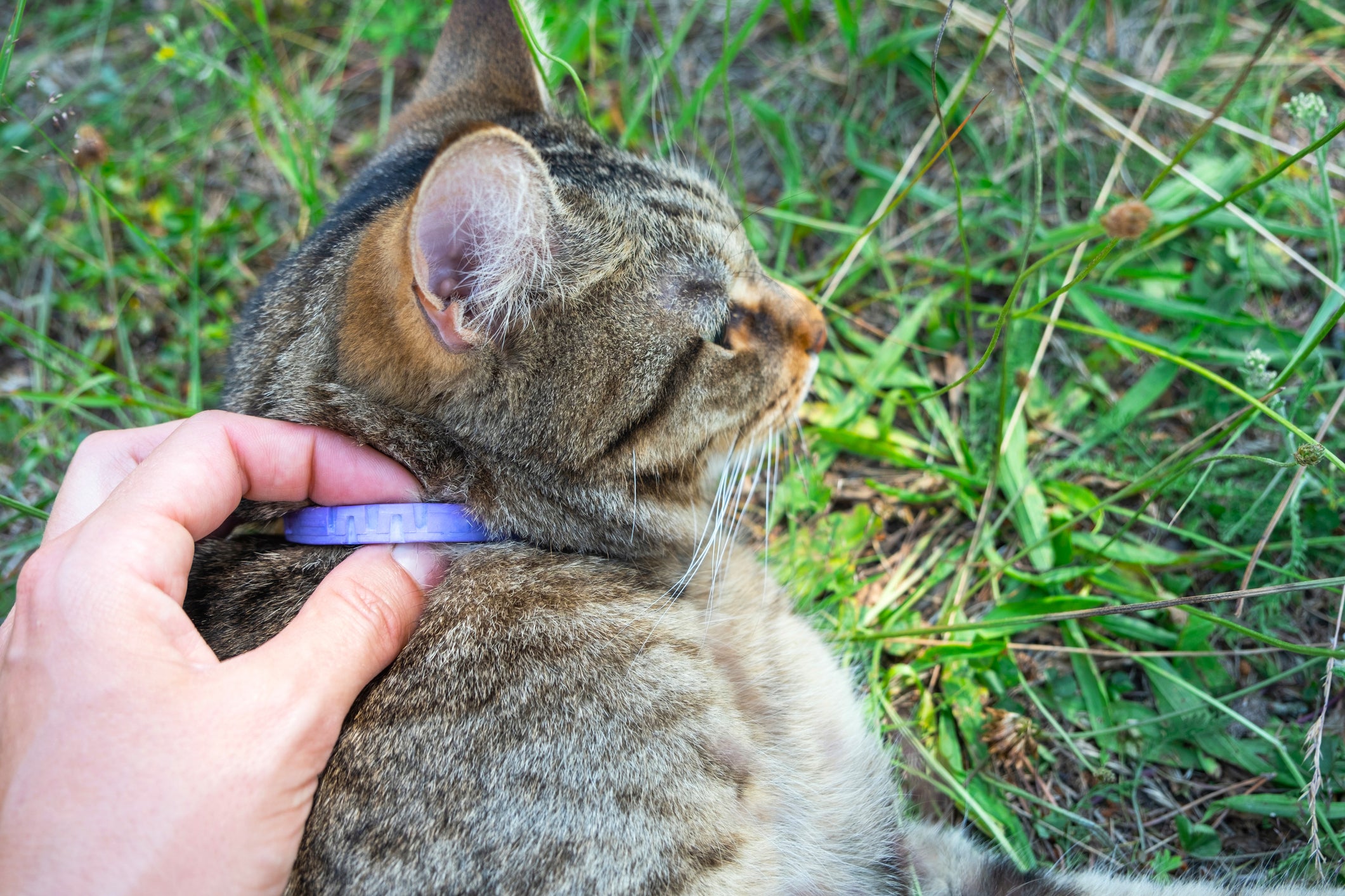 Gato na natureza usando coleira antipulgas