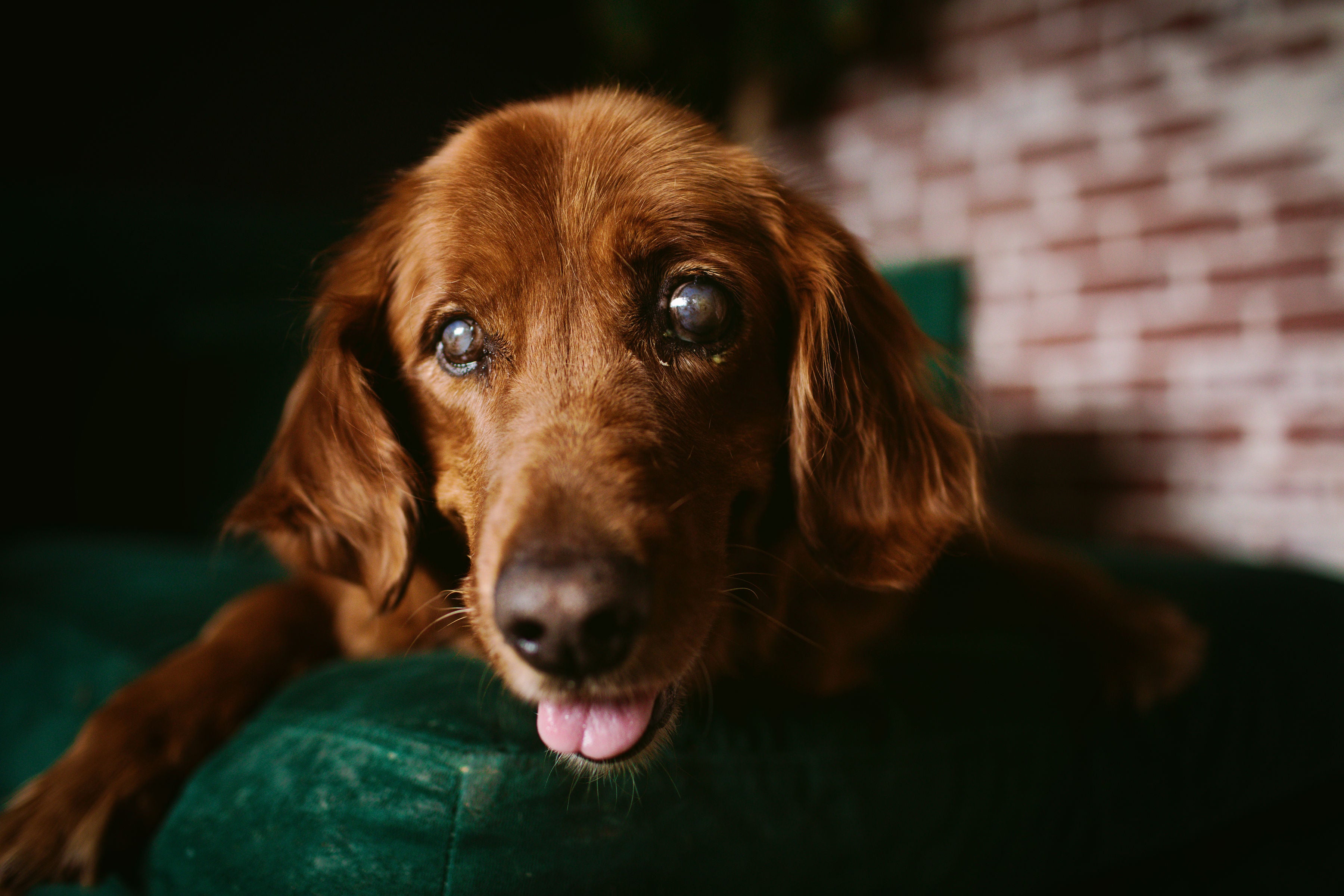 Cachorro cego marrom e peludo deitado em sofá verde