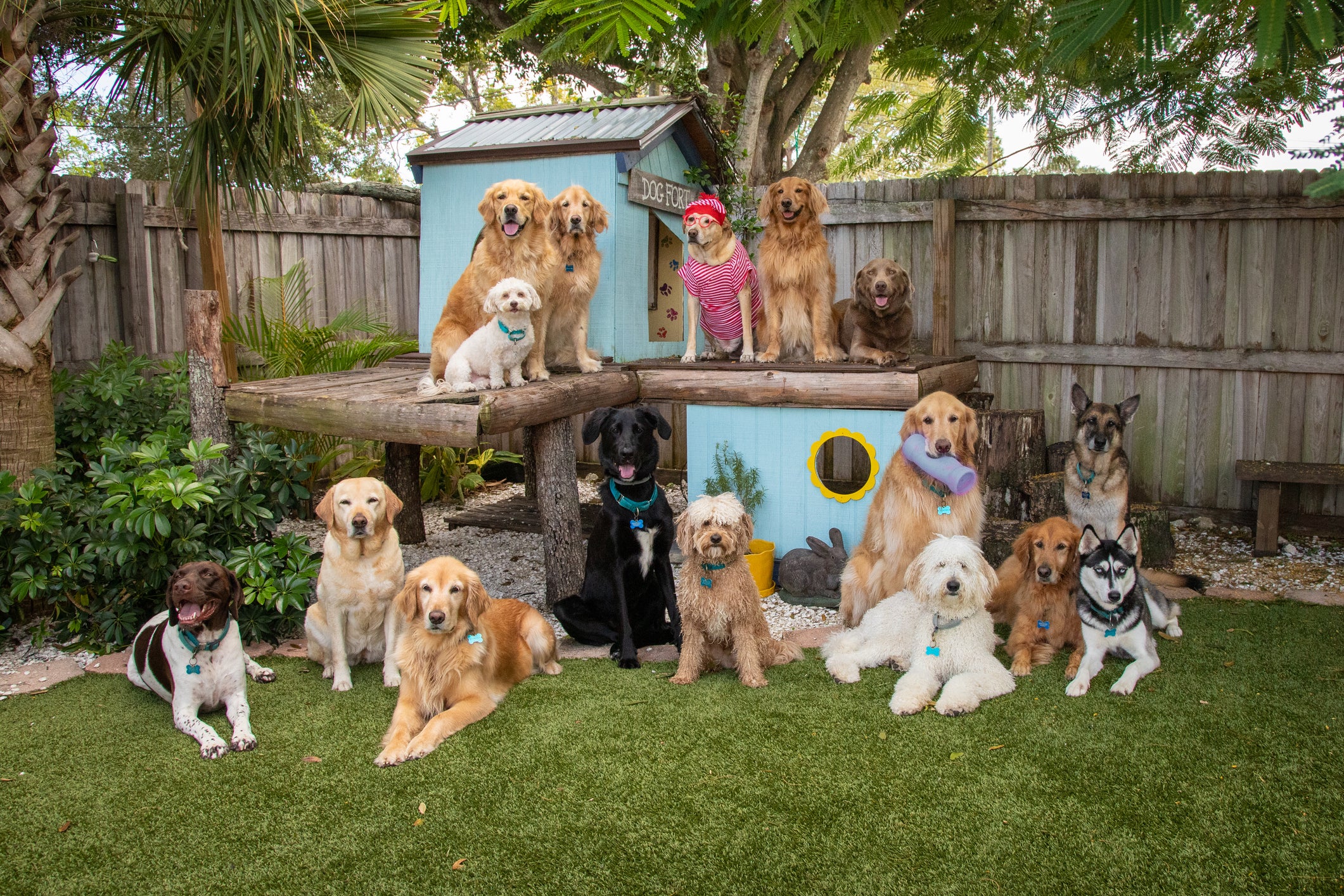 vários cachorros de diferentes raças reunidos juntos em um parque mostrando o que é coletivo de cachorro