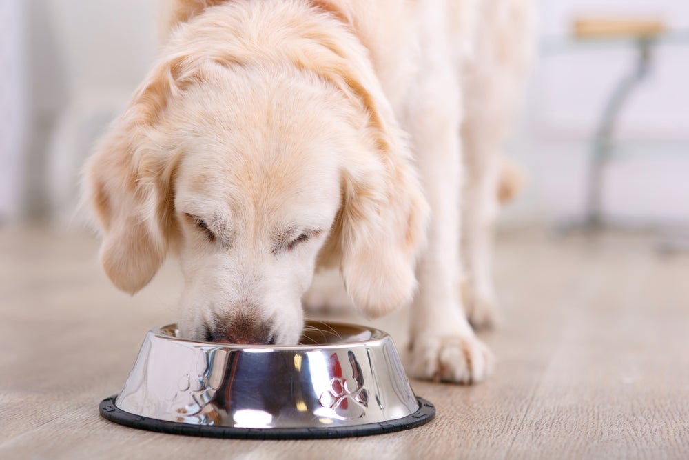 cachorro comendo no comedouro de cachorro