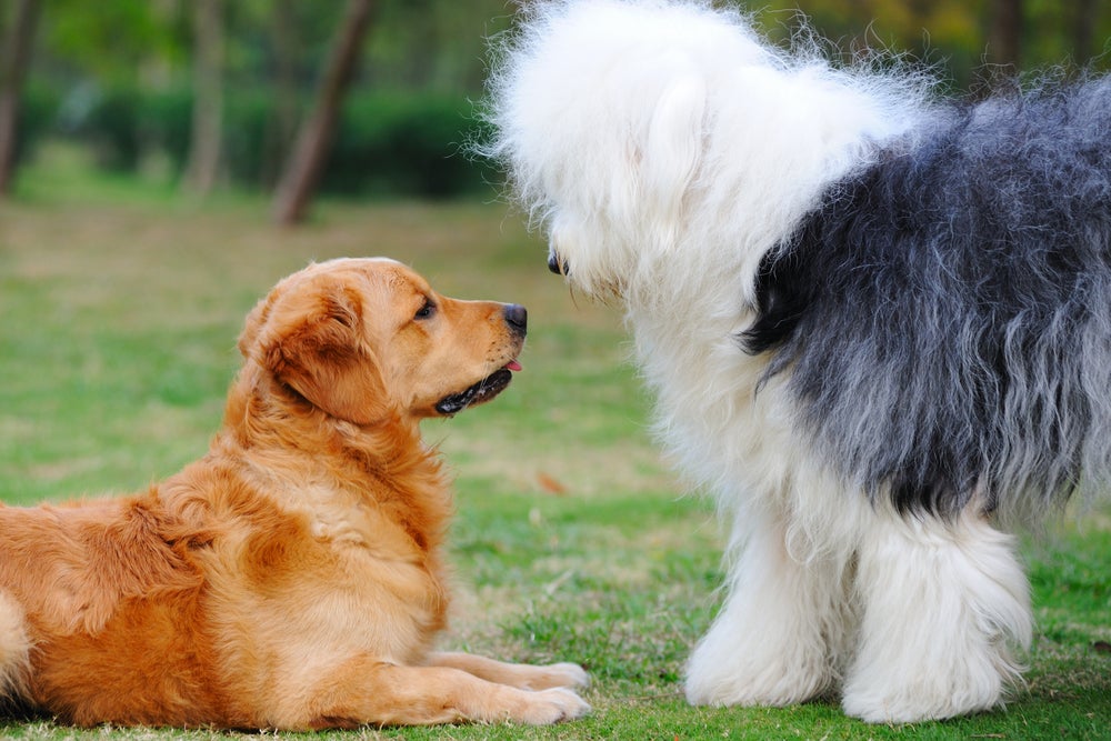 como acostumar cachorro: dois cães se olhando