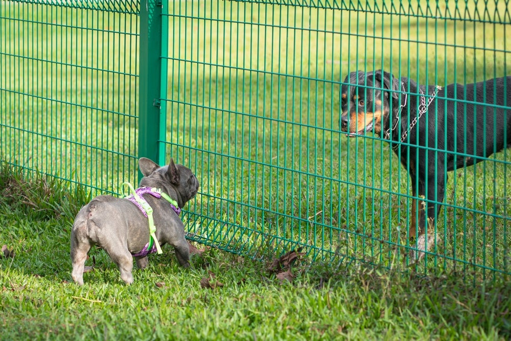 como acostumar cachorros: dois cães separados por portão