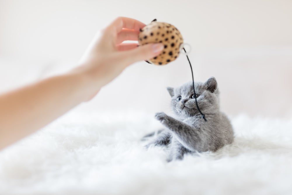 como acostumar dois gatos: gato brincando com brinquedo