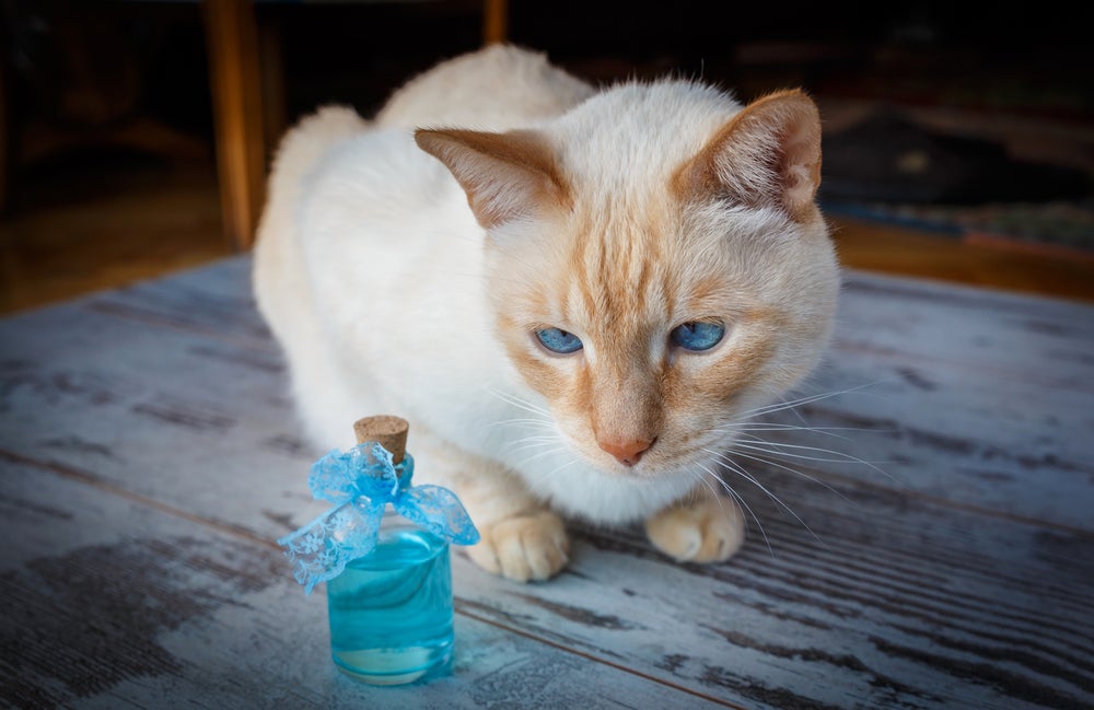 como acostumar gato: gato com feromônio para gatos