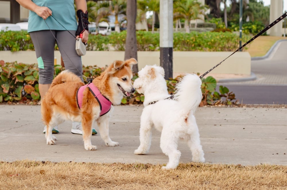 como acostumar um cachorro com outro: dois cães presos à guia