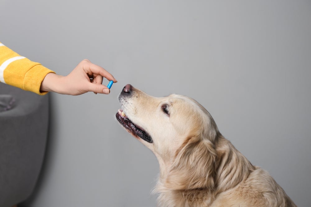 como aumentar a imunidade do cachorro: cachorro tomando remédio