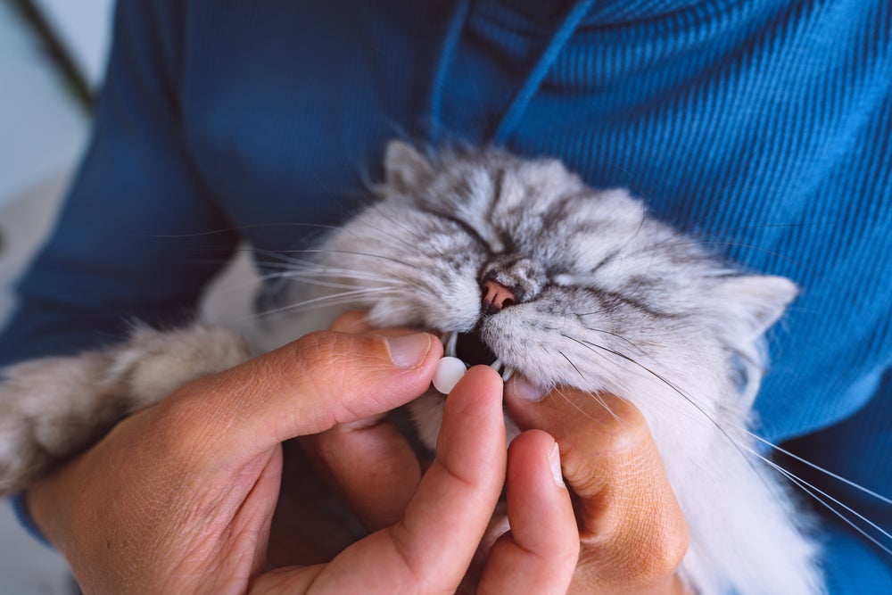 como dar comprimido para gatos: pessoa dando comprimido para gato