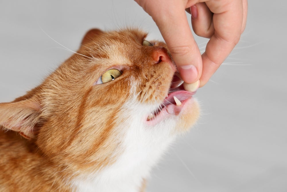 como dar remédio para gatos: homem dando comprimido para gato