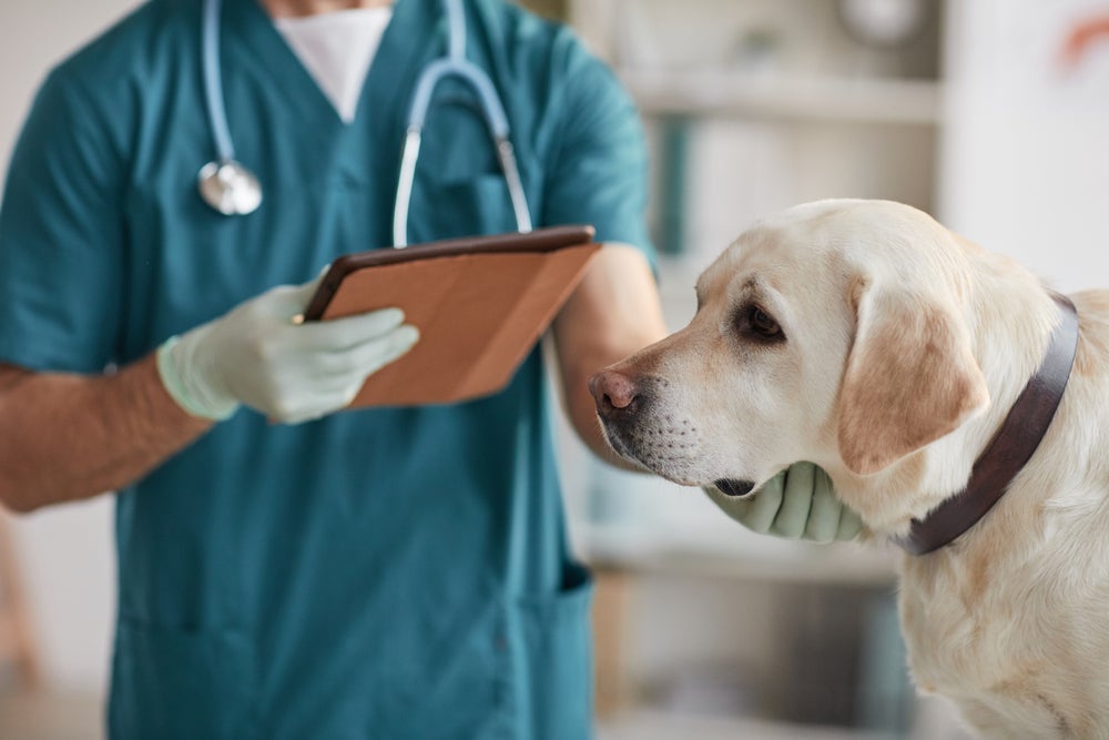 cachorro engasgado sendo examinado pelo veterinário