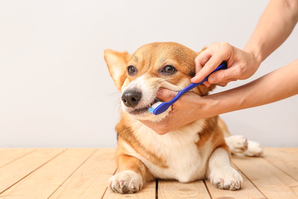 pessoa escovando dentes de cachorro