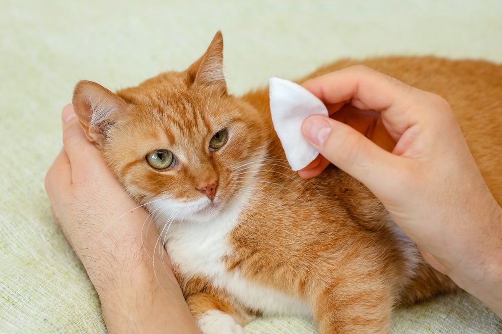 como limpar a orelha de gato: pessoa segurando algodão do lado do gato