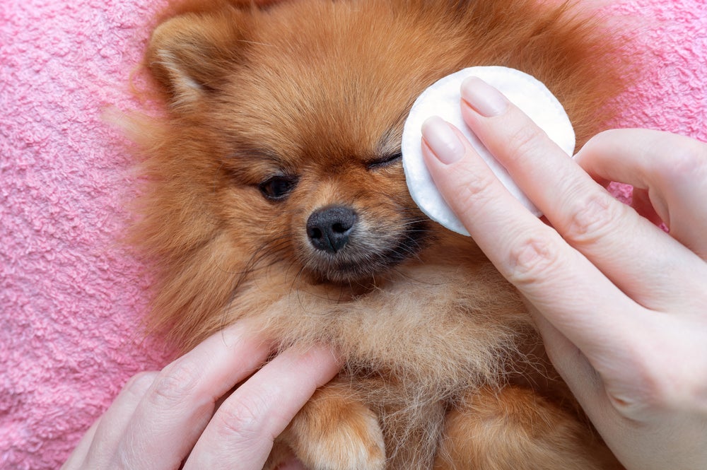 dono limpando olho de cachorro com remela