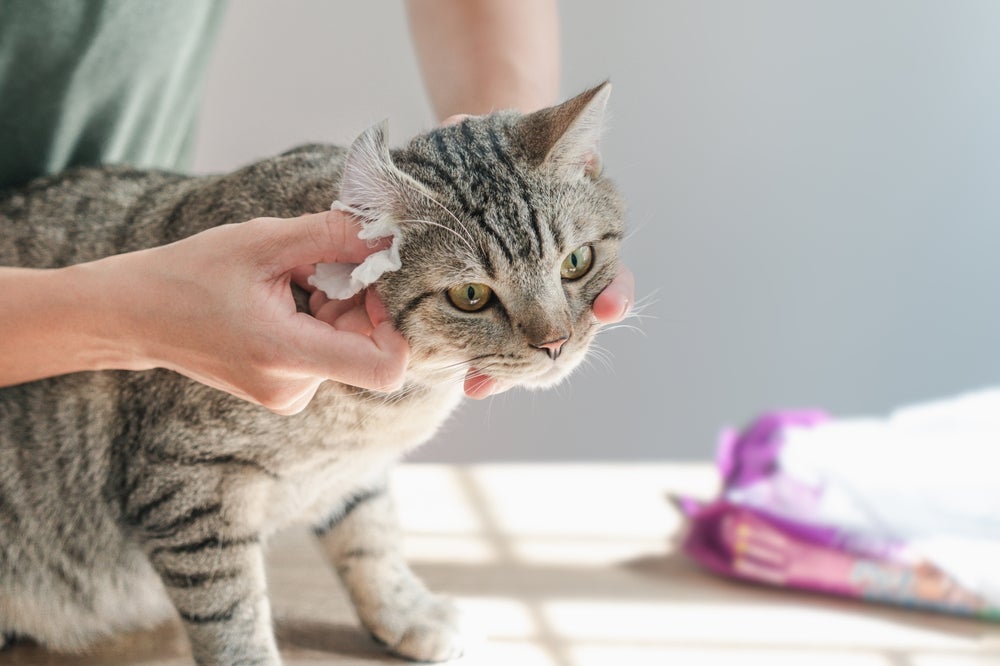 mulher limpando orelha de gato