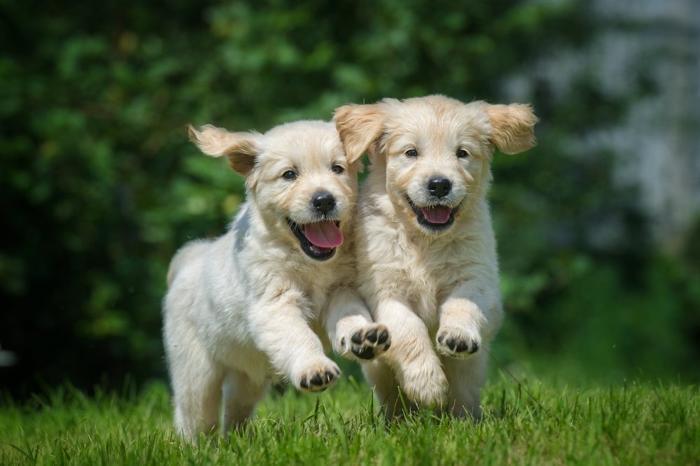 comportamento canino: dois cachorros correndo na grama