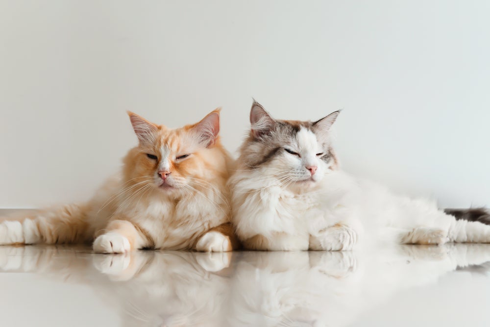 socializar gatos: dois gatos em casa