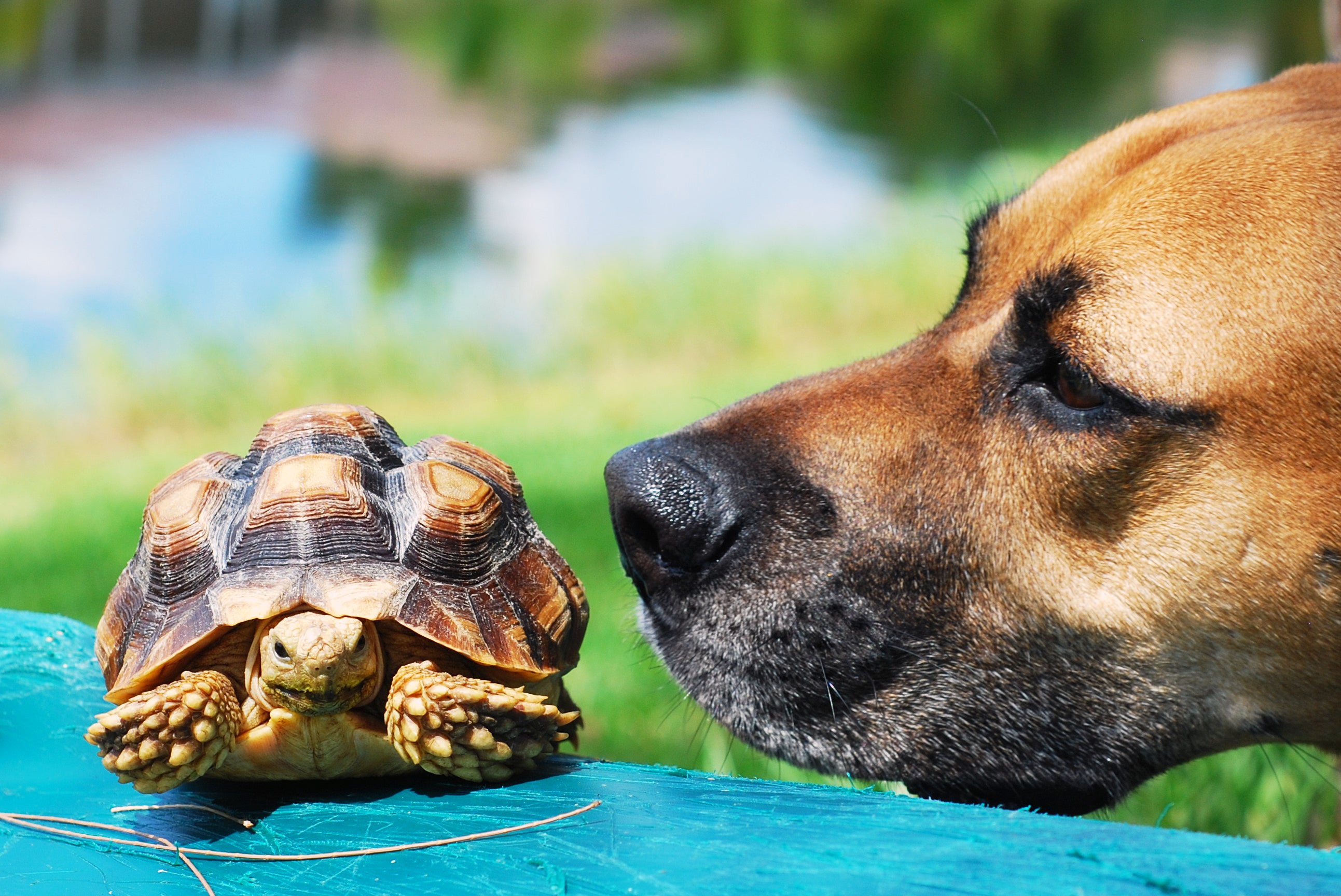 Cachorro observando tartaruga