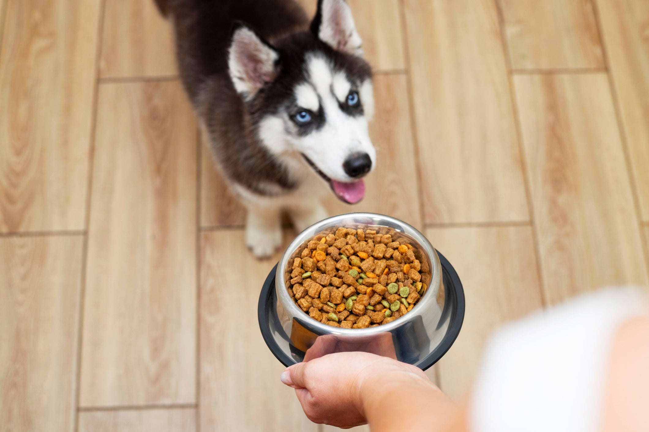 Cachorro Husky Siberiano olhando para cima ao receber pote de comida