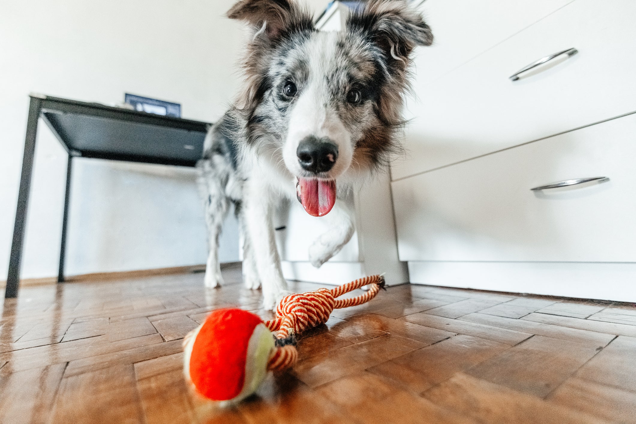 Cachorro branco e cinza com a língua pra fora próximo ao seu brinquedo