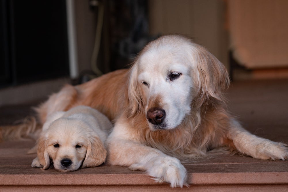 como calcular a idade de um cachorro: filhote de Golden Retriever do lado da mãe