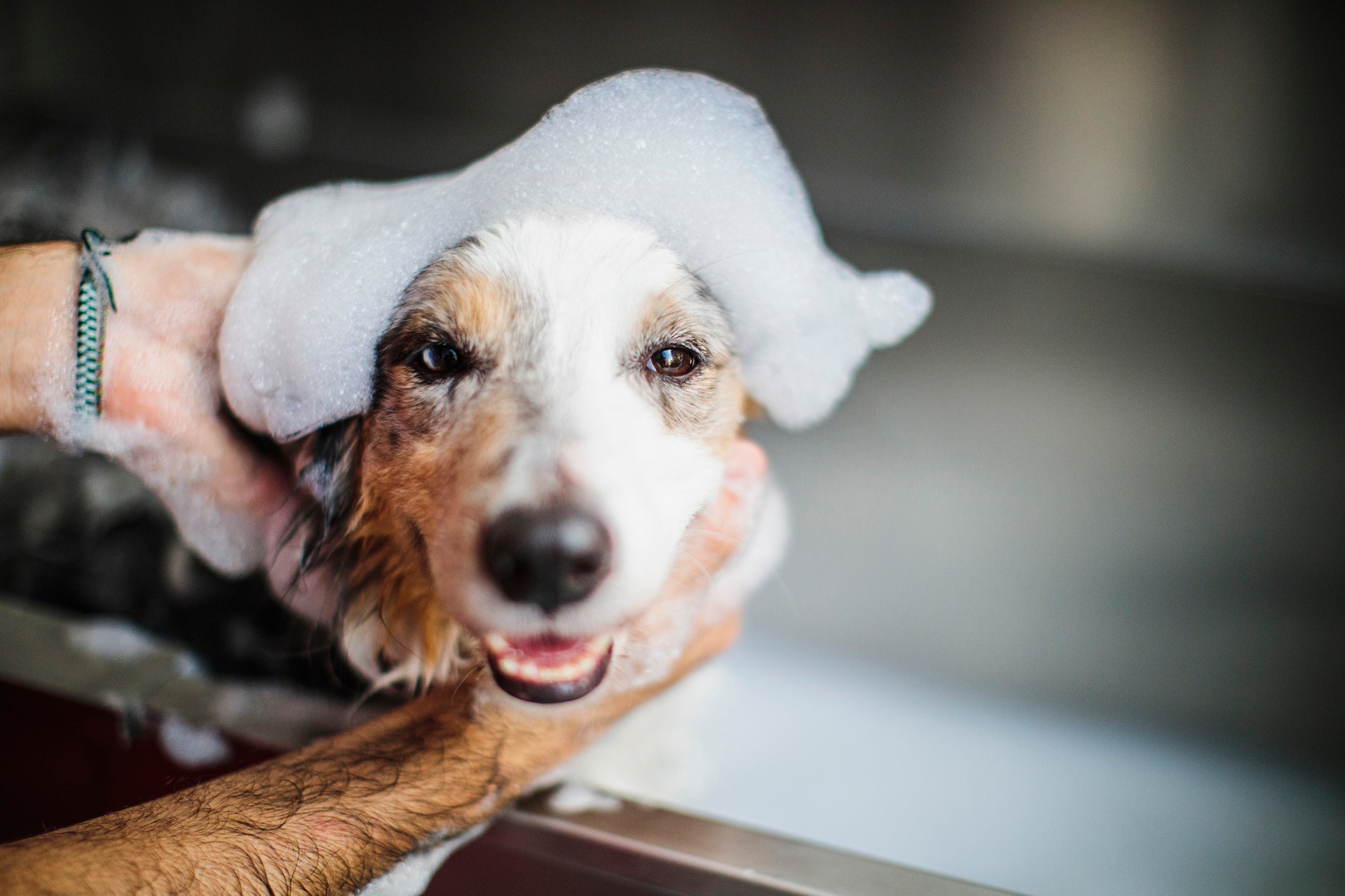 Cachorro tomando banho, com espuma em cima da cabeça