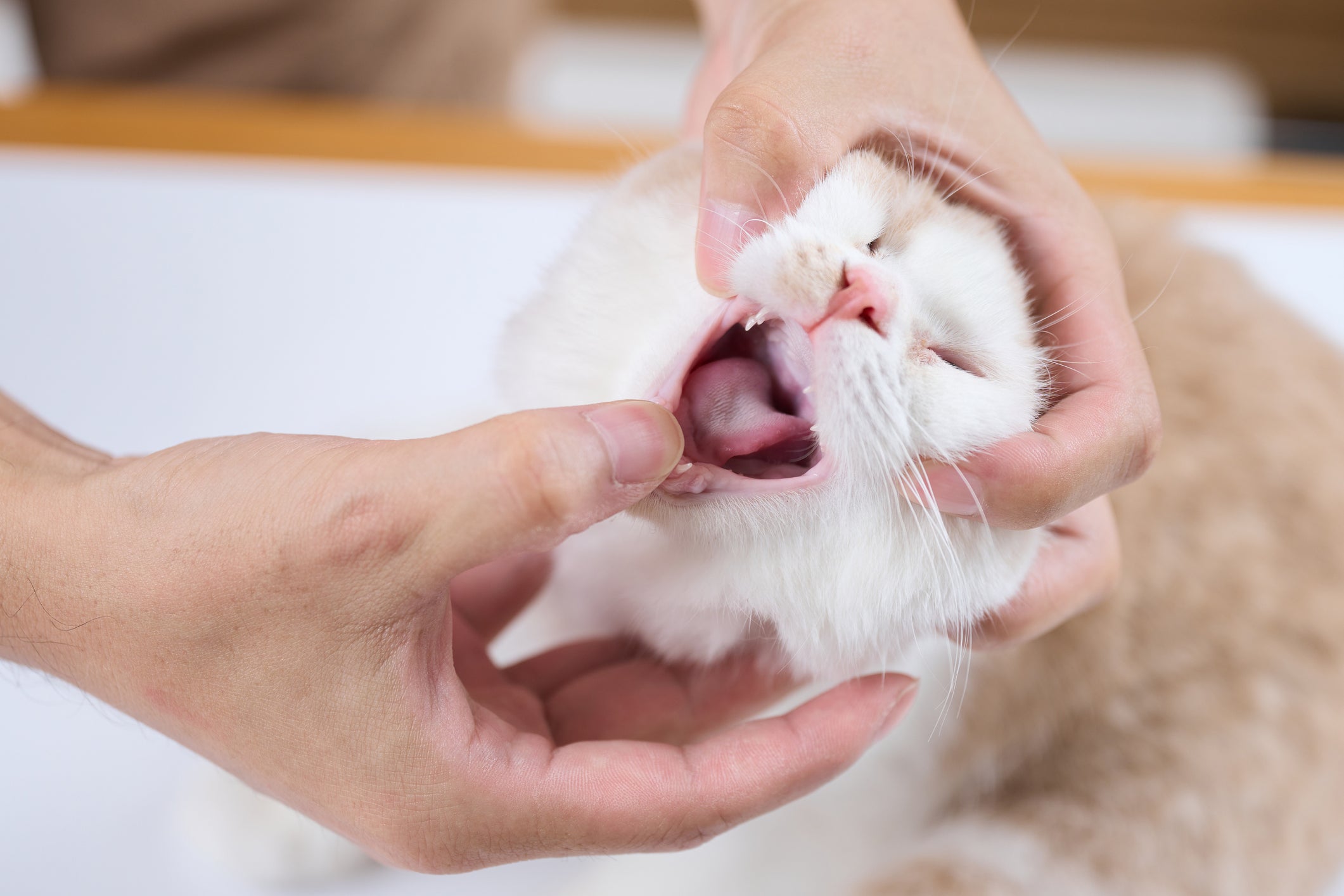 Humano abrindo a boca de gato branco