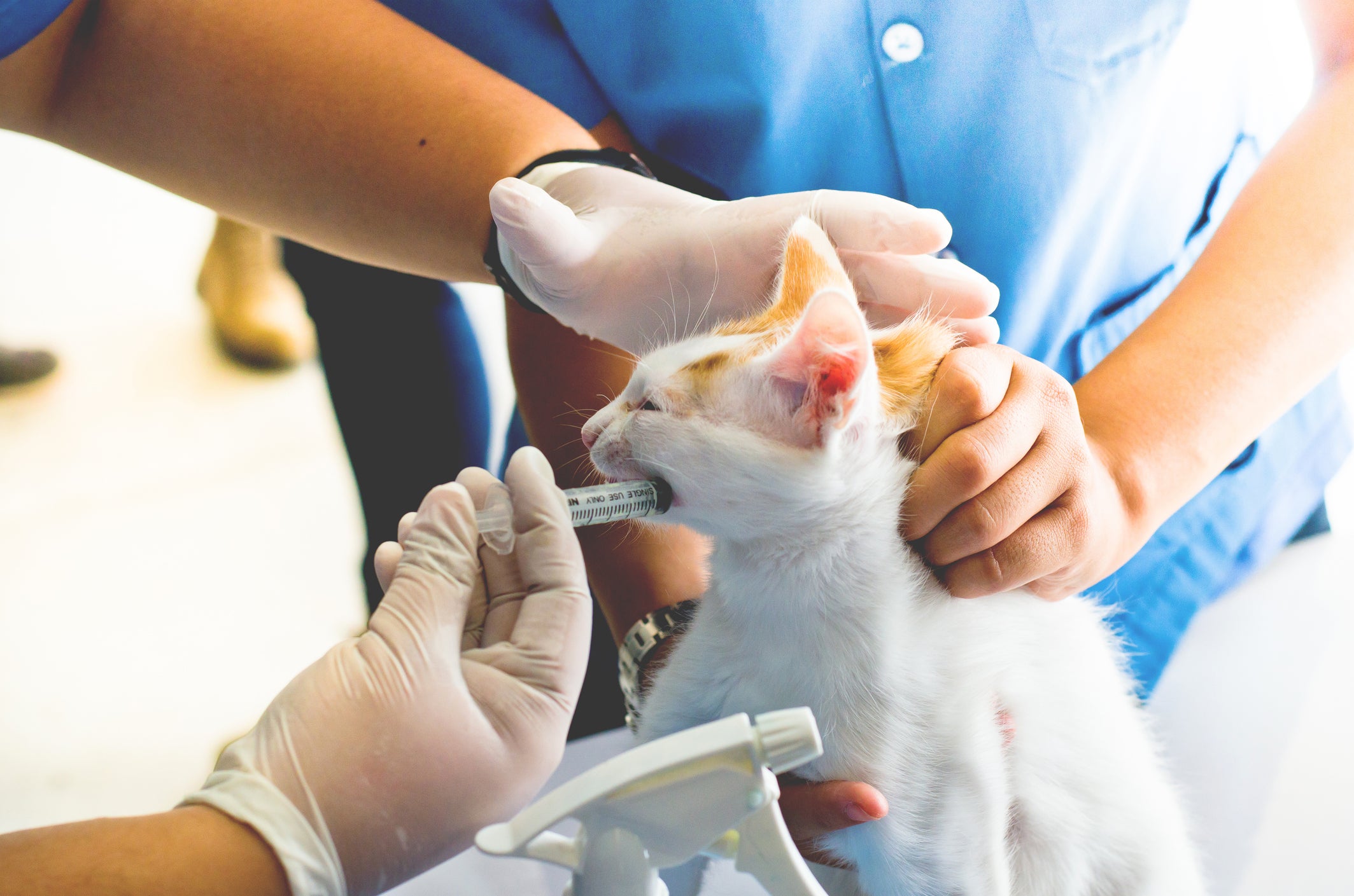 Gato branco e laranja tomando remédio na boca via seringa das mãos de veterinários