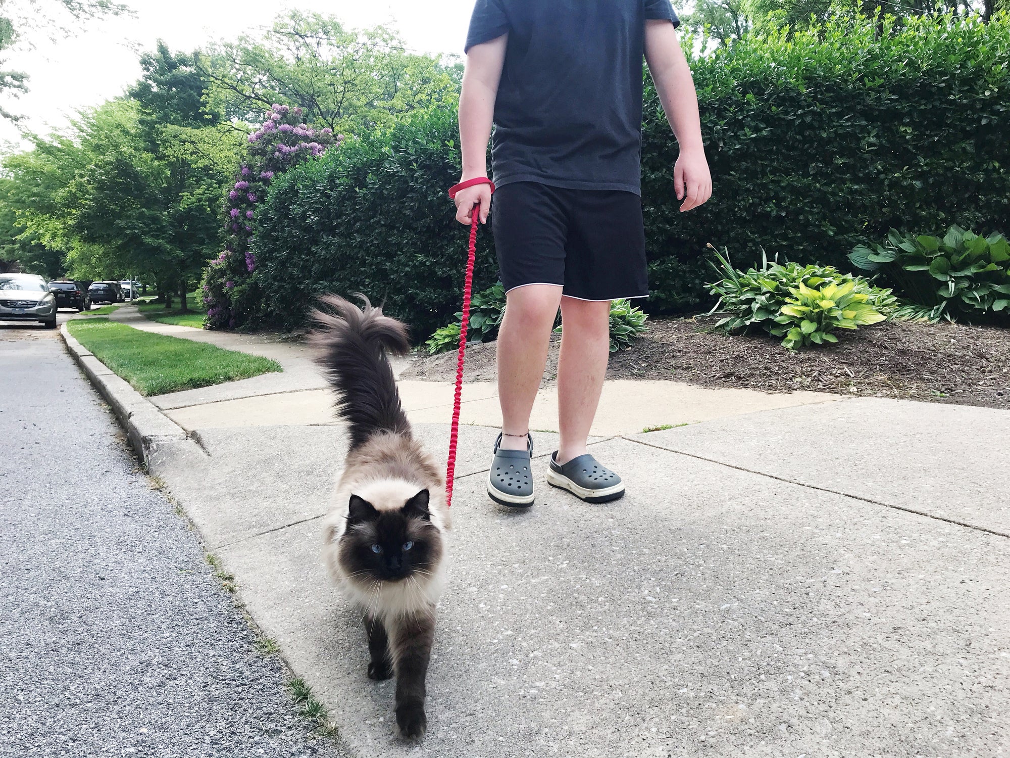 Gato com coleira vermelha passeando com tutor