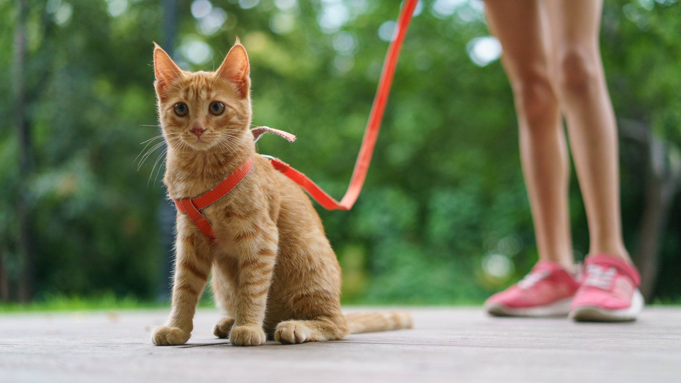 Gato com coleira vermelha passeando na rua com tutora