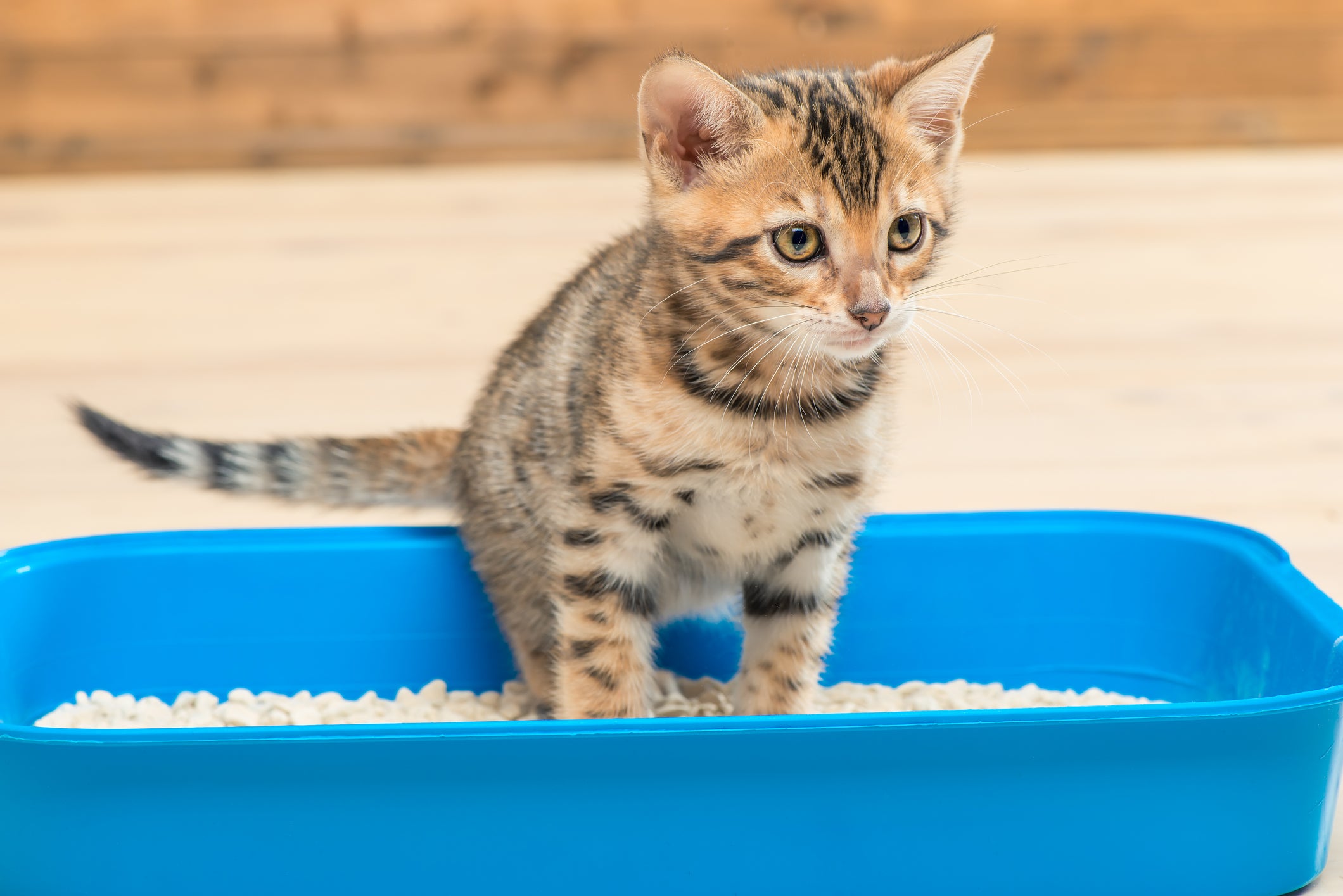 Gato filhote usando caixa de areia azul