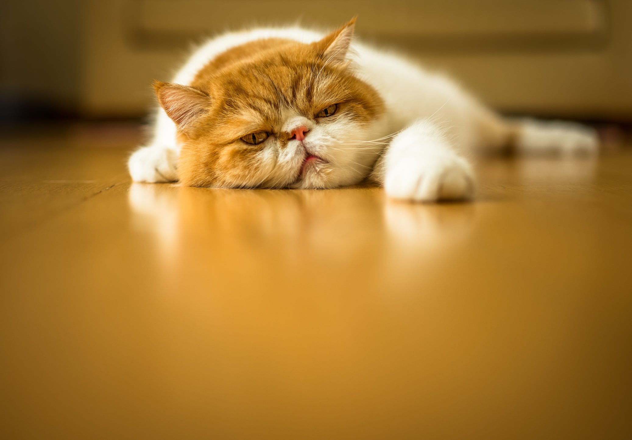 Gato branco e laranja deitado com cara de preguiçoso
