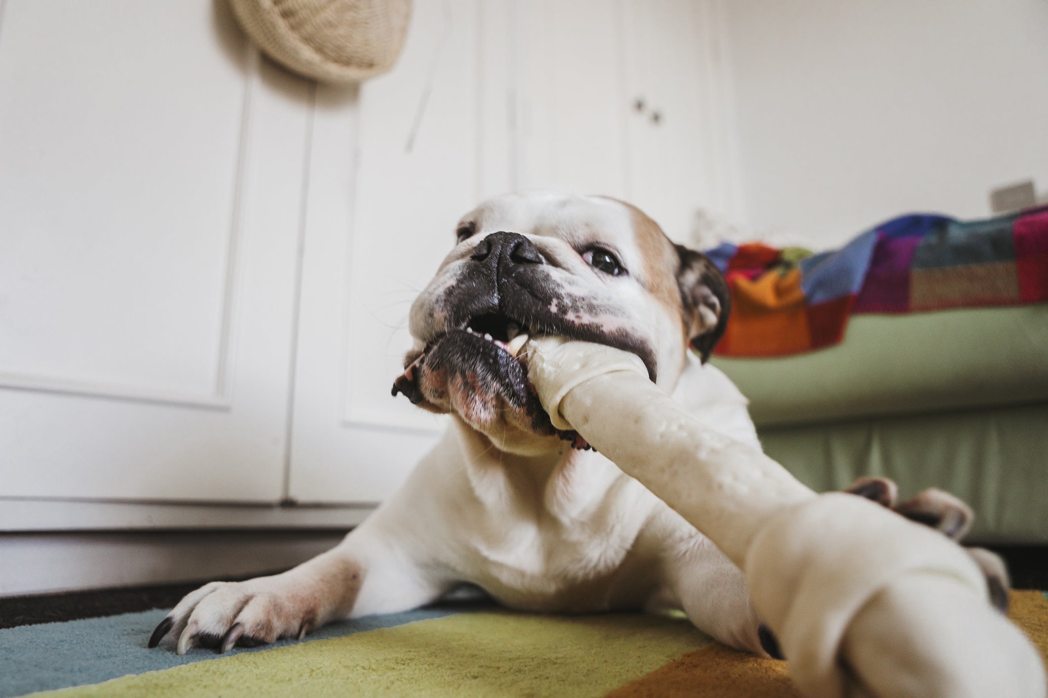 Cachorro mordendo osso de brinquedo dentro de casa