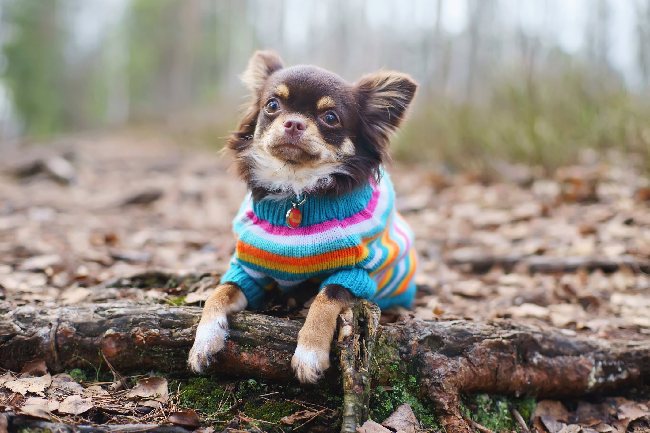 Cachorro pequeno com roupa de frio colorida no meio de floresta 