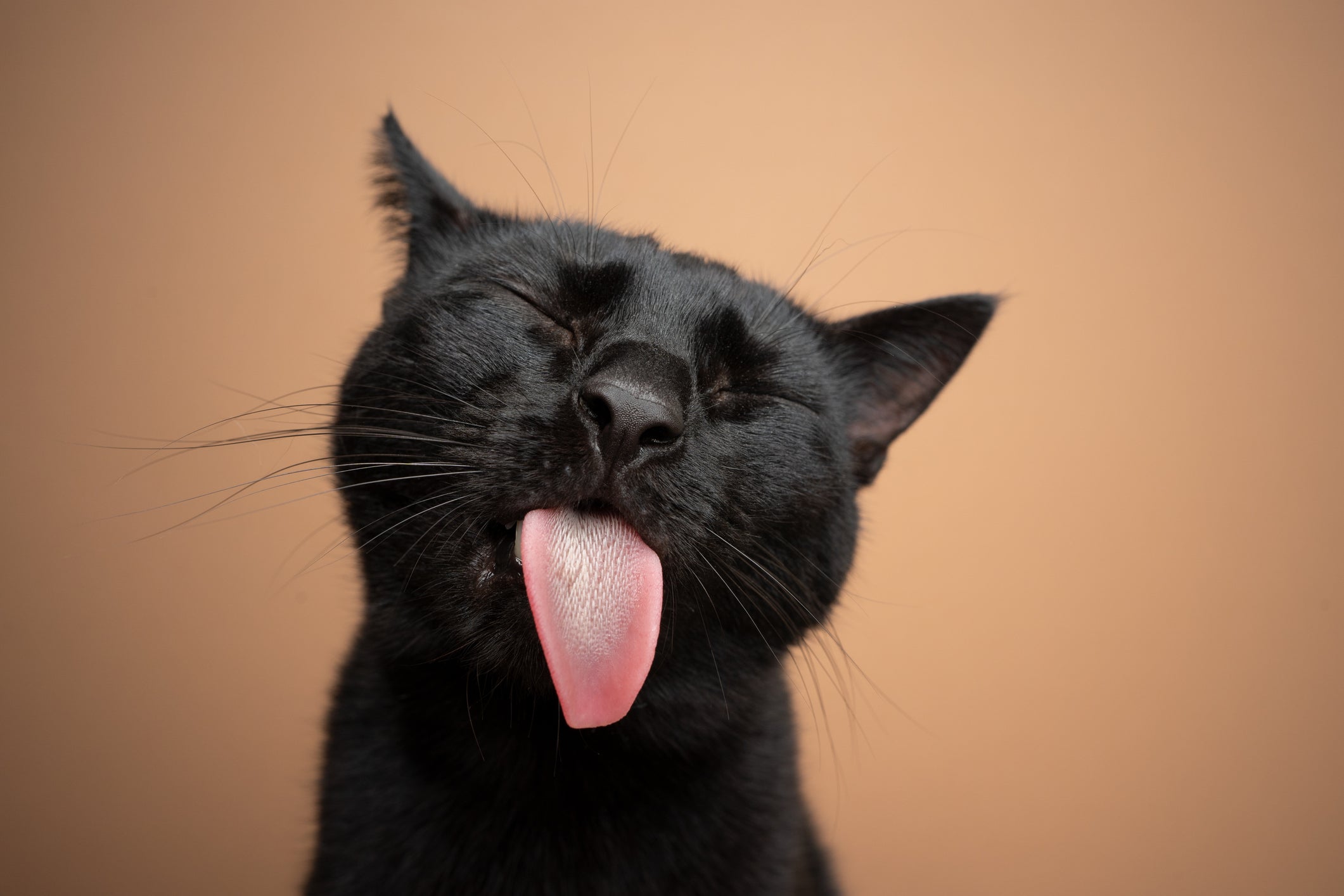 Gato preto com a língua para fora e os olhos fechados