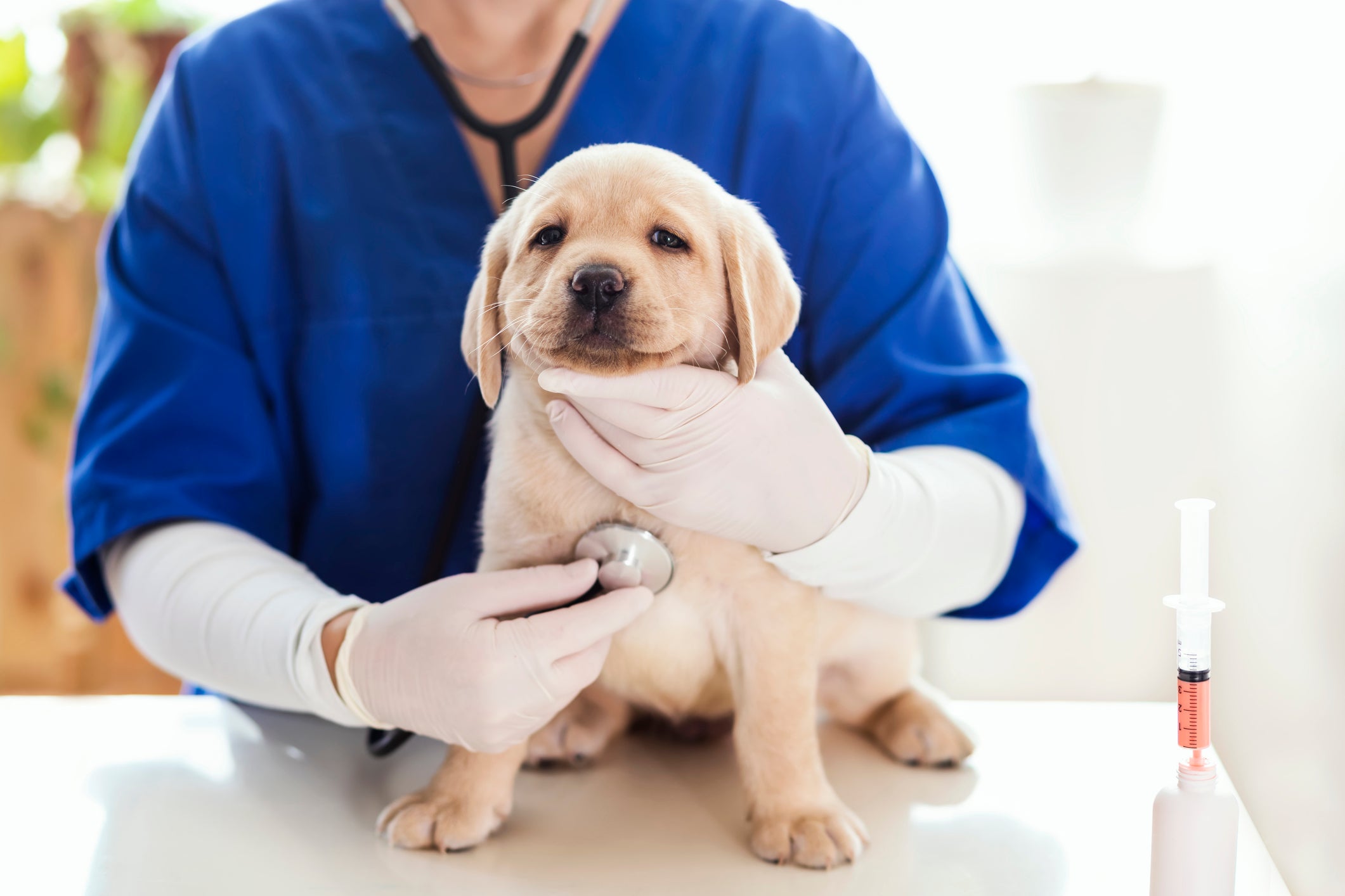 Cachorro filhote sendo examinado por veterinário
