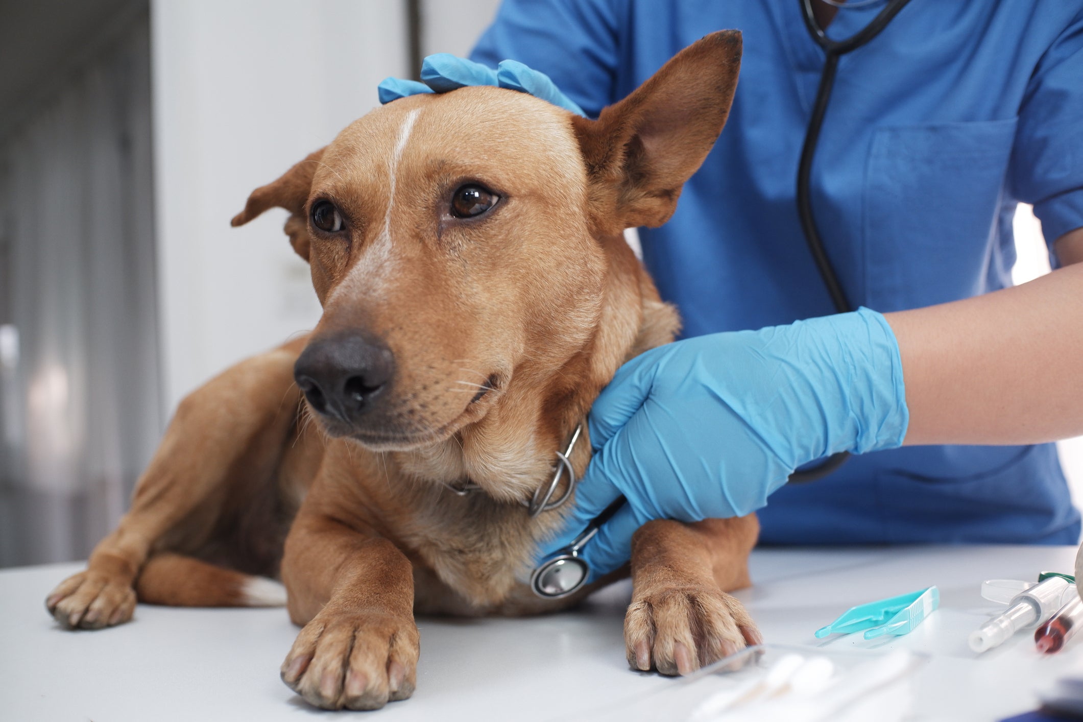 Cão sendo examinado por veterinário em consultório médico