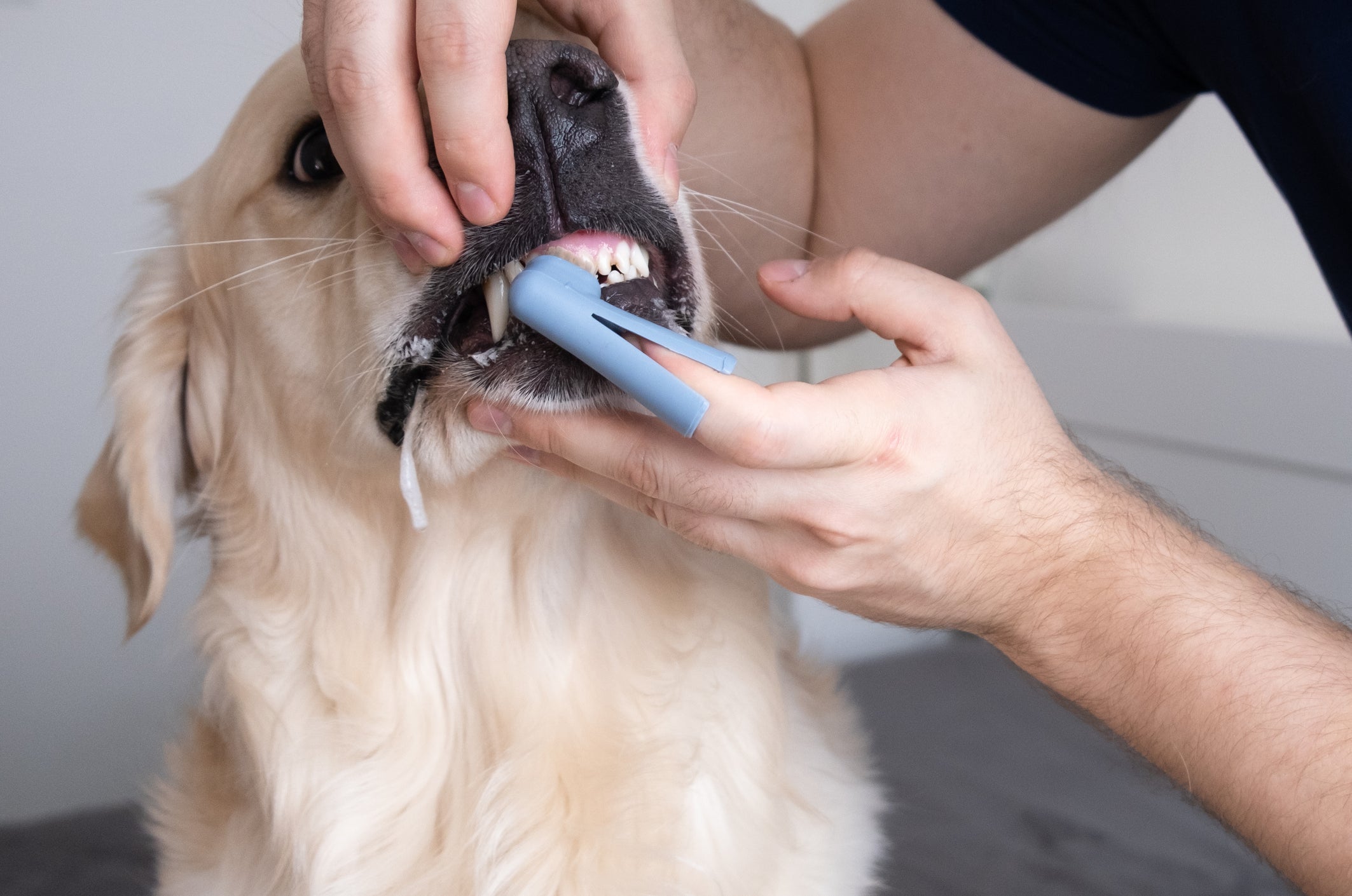 Tutor limpando dentes de cachorro amarelo com escova de dedo azul