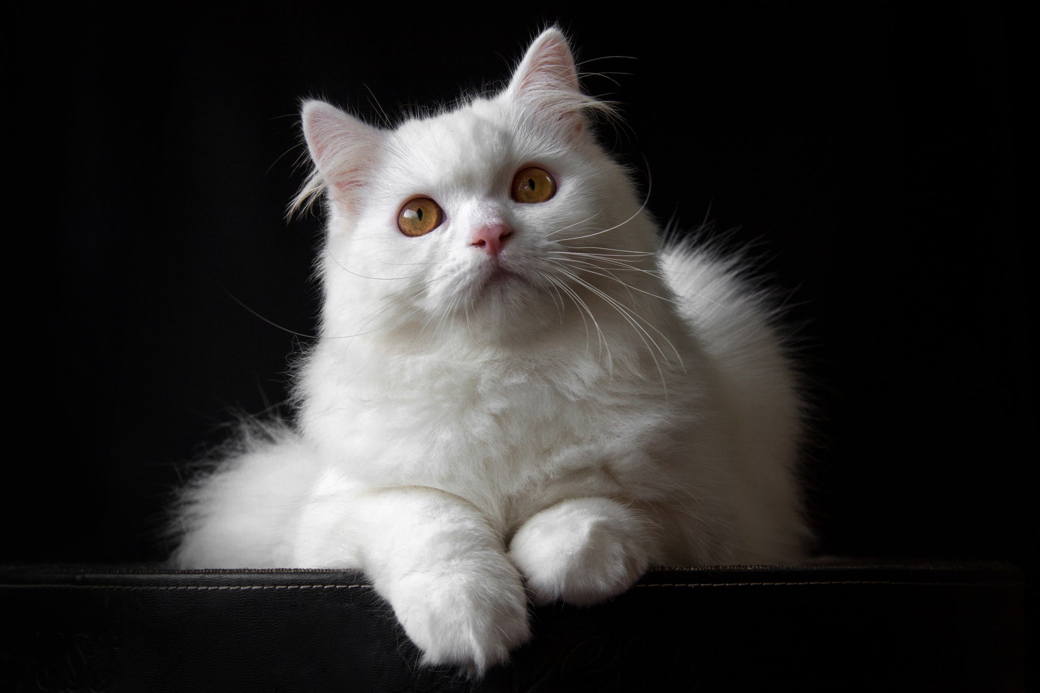 Gato Persa branco em fundo preto