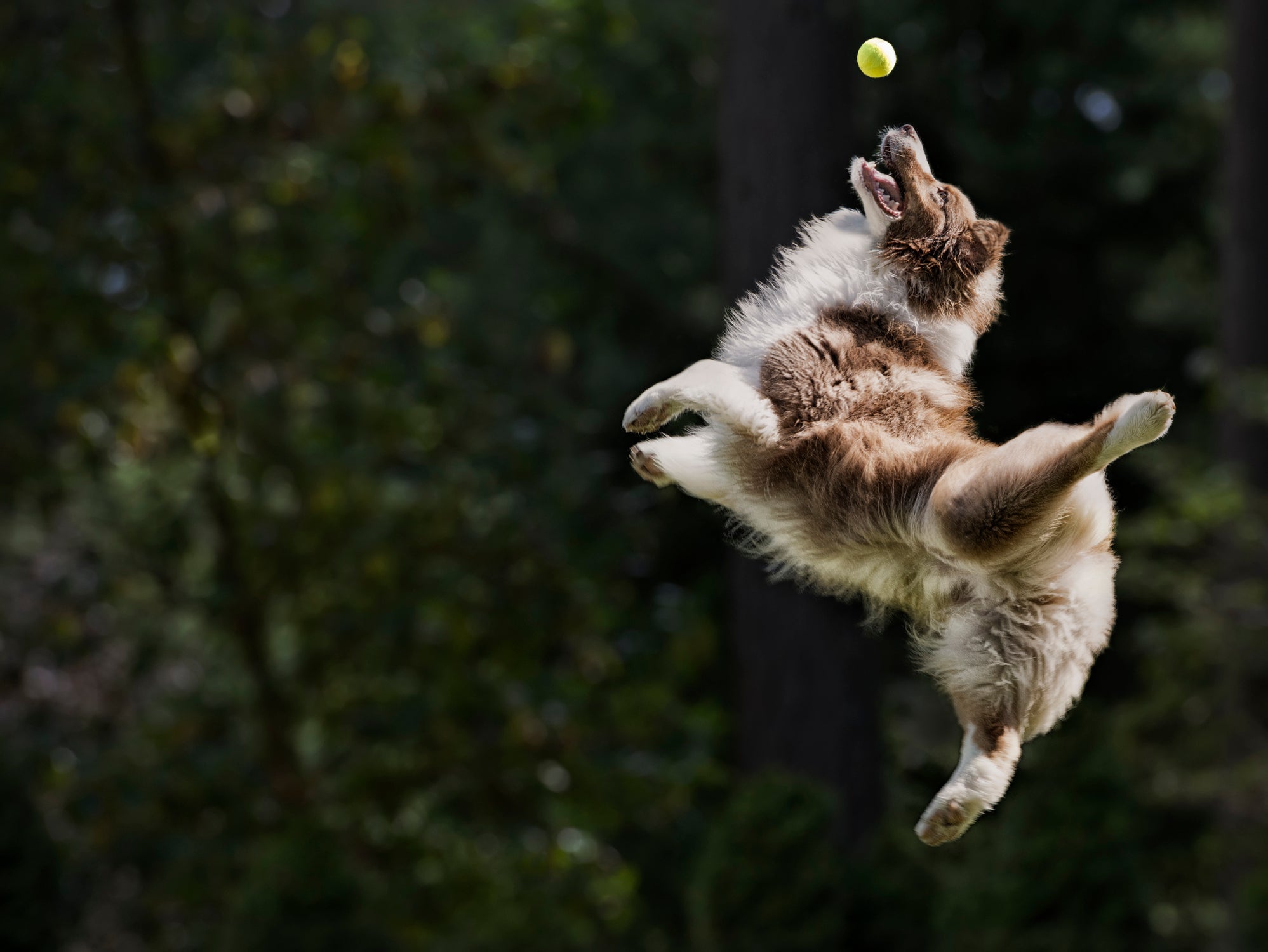 Cachorro saltando para pegar bolinha no ar