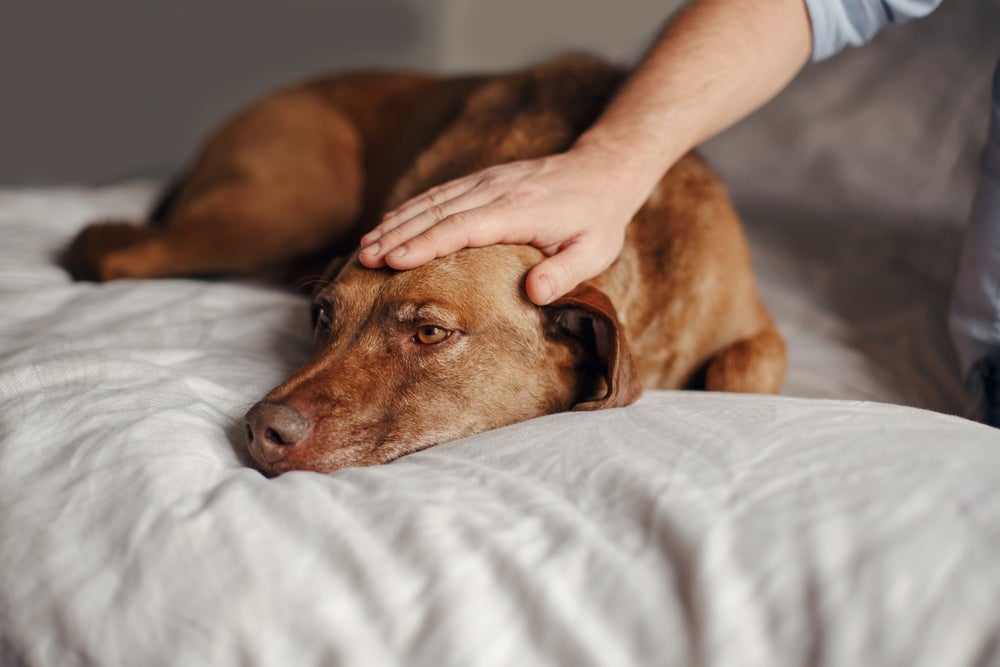 Cachorro triste recebendo carinho